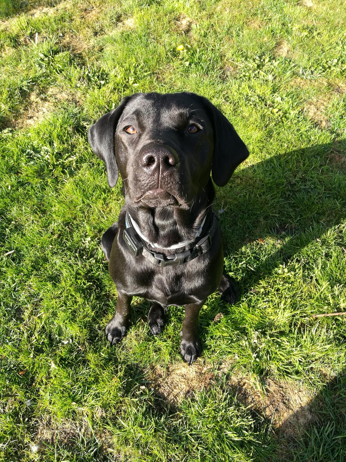 Labrador retriever Nora billede 6