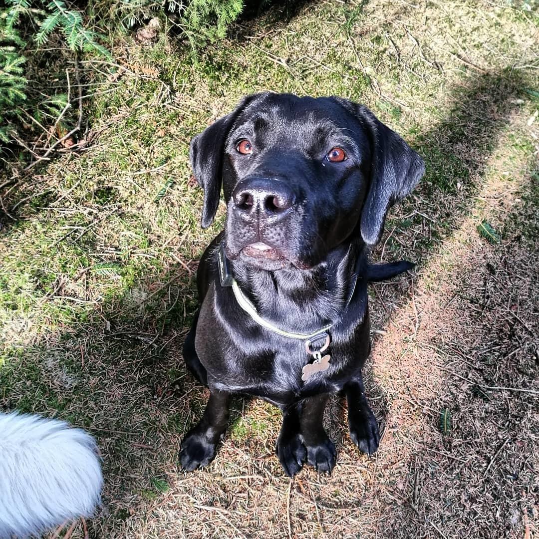 Labrador retriever Nora billede 7