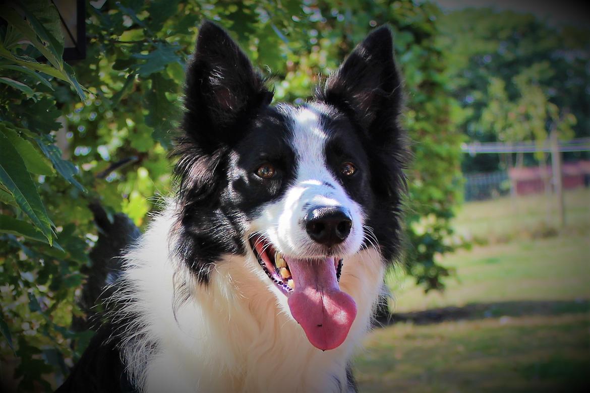 Border collie chang billede 24