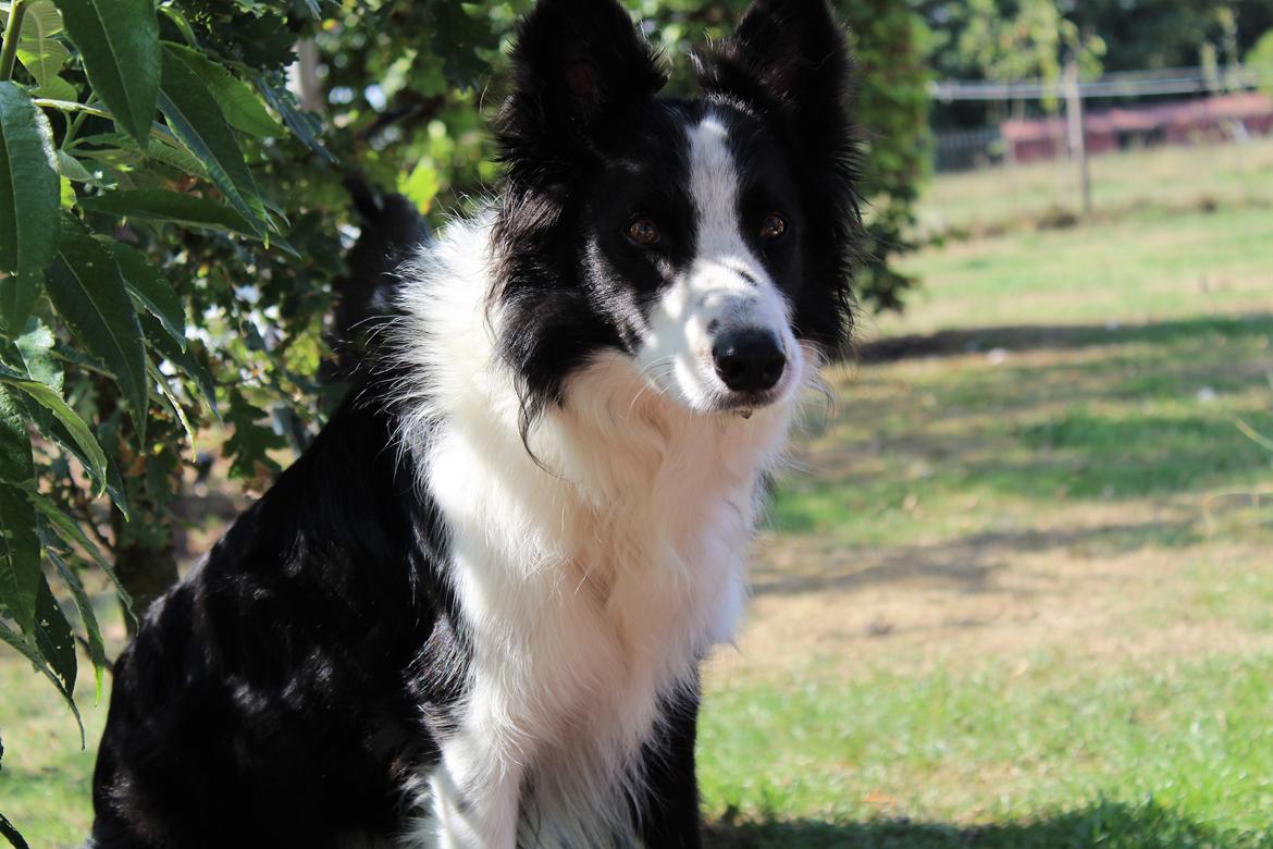 Border collie chang billede 1