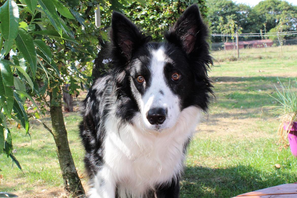 Border collie chang billede 25