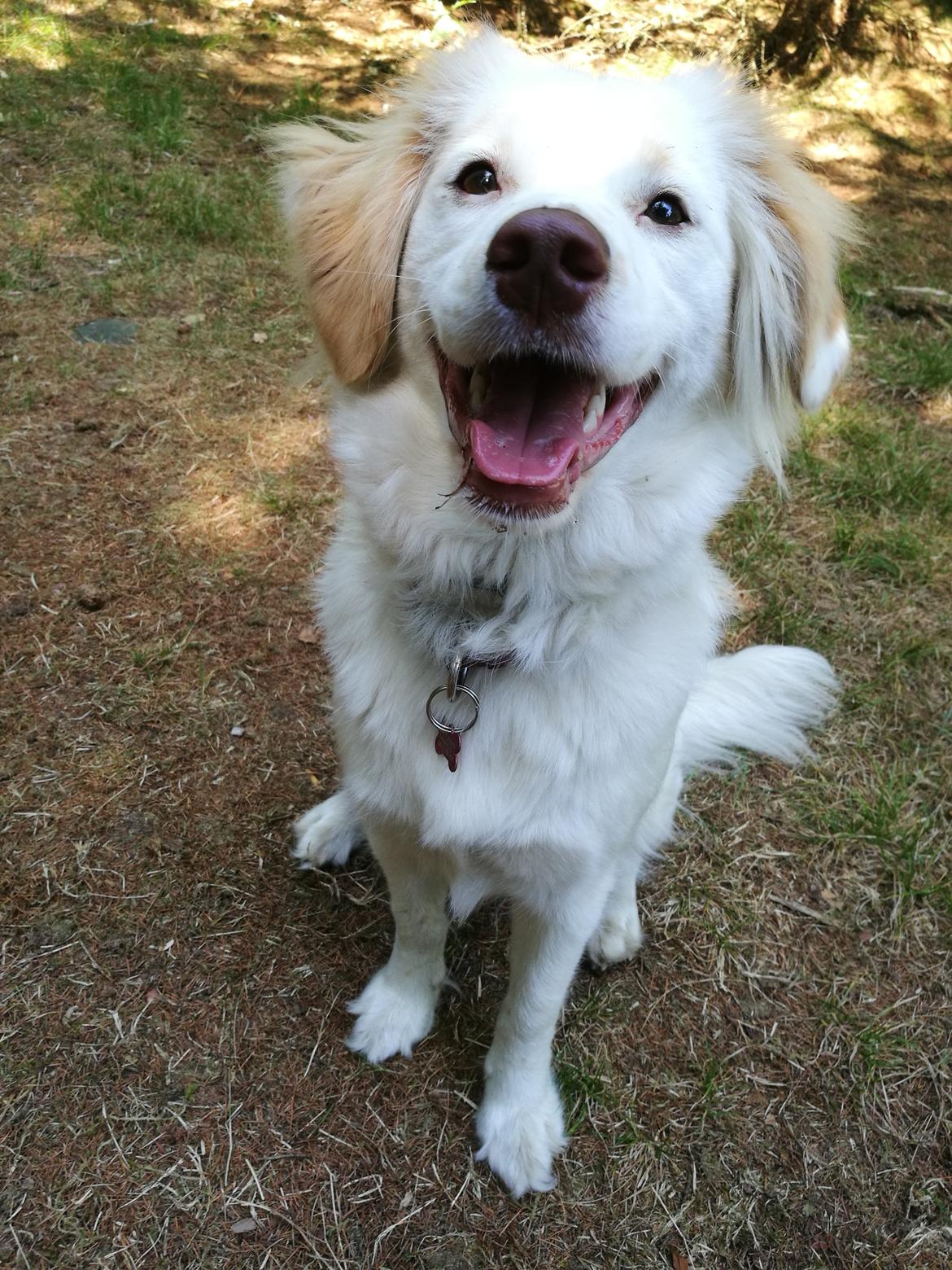 Blanding af racer Esther *Himmelhund* billede 30