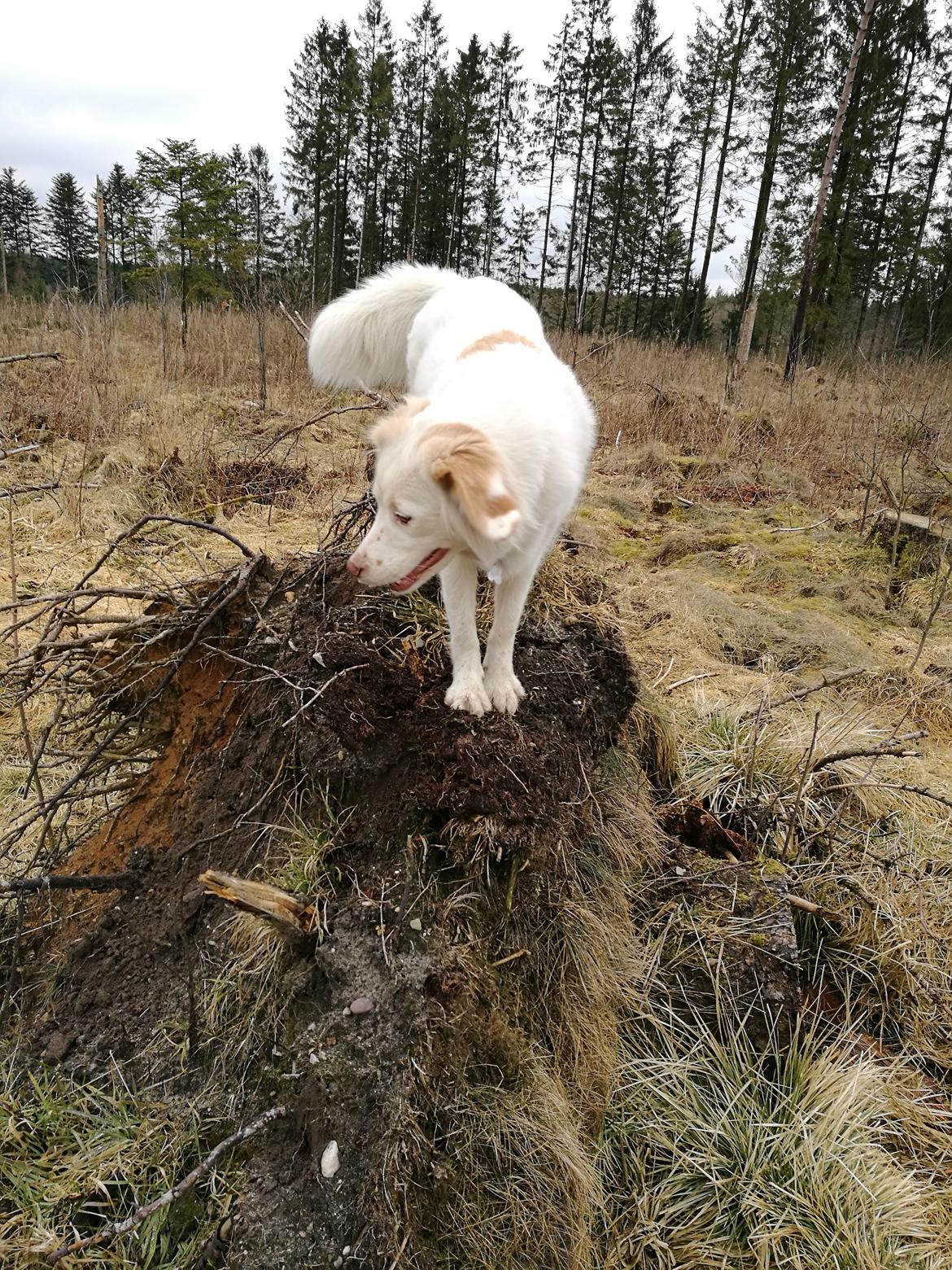 Blanding af racer Esther *Himmelhund* billede 33