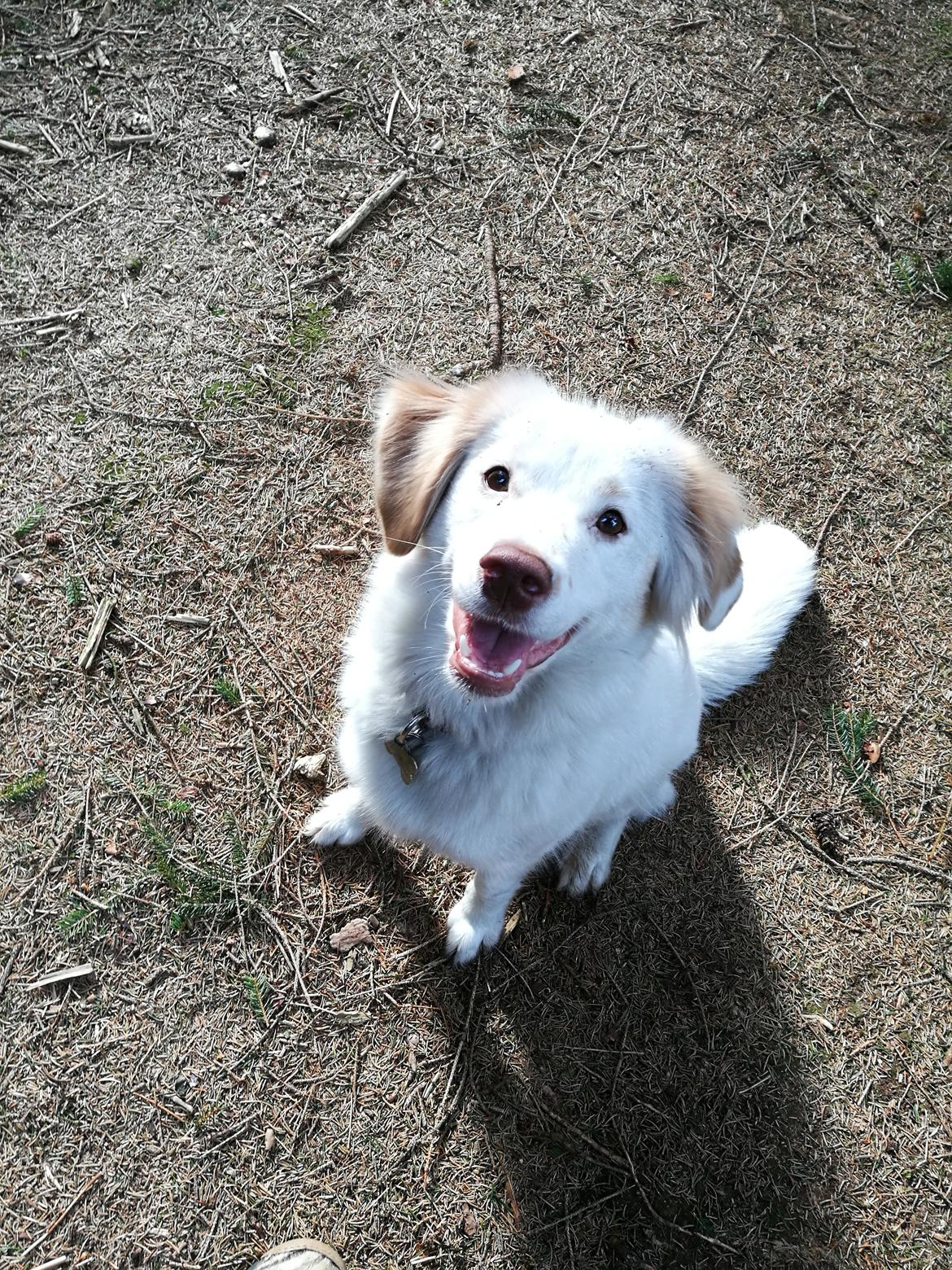 Blanding af racer Esther *Himmelhund* billede 34