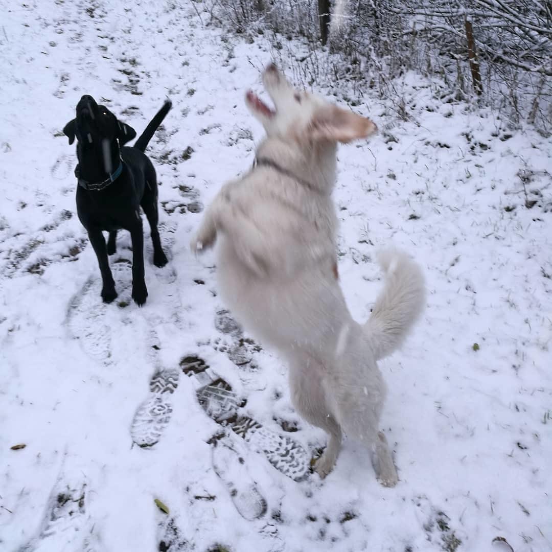 Blanding af racer Esther *Himmelhund* billede 32