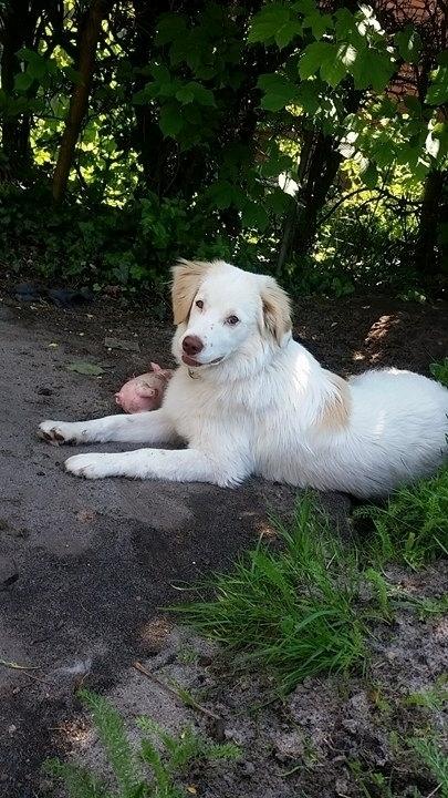 Blanding af racer Esther *Himmelhund* - Esther 7 mdr. billede 1