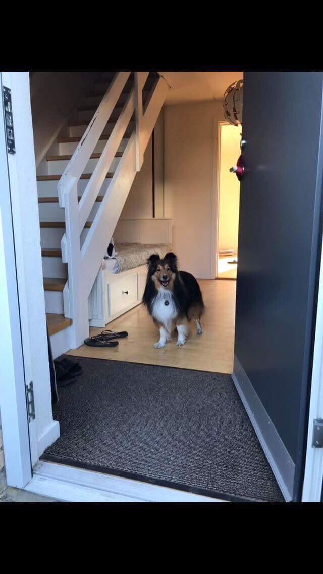 Shetland sheepdog Malik billede 1