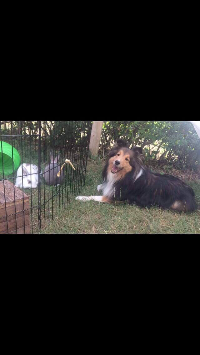 Shetland sheepdog Malik billede 3