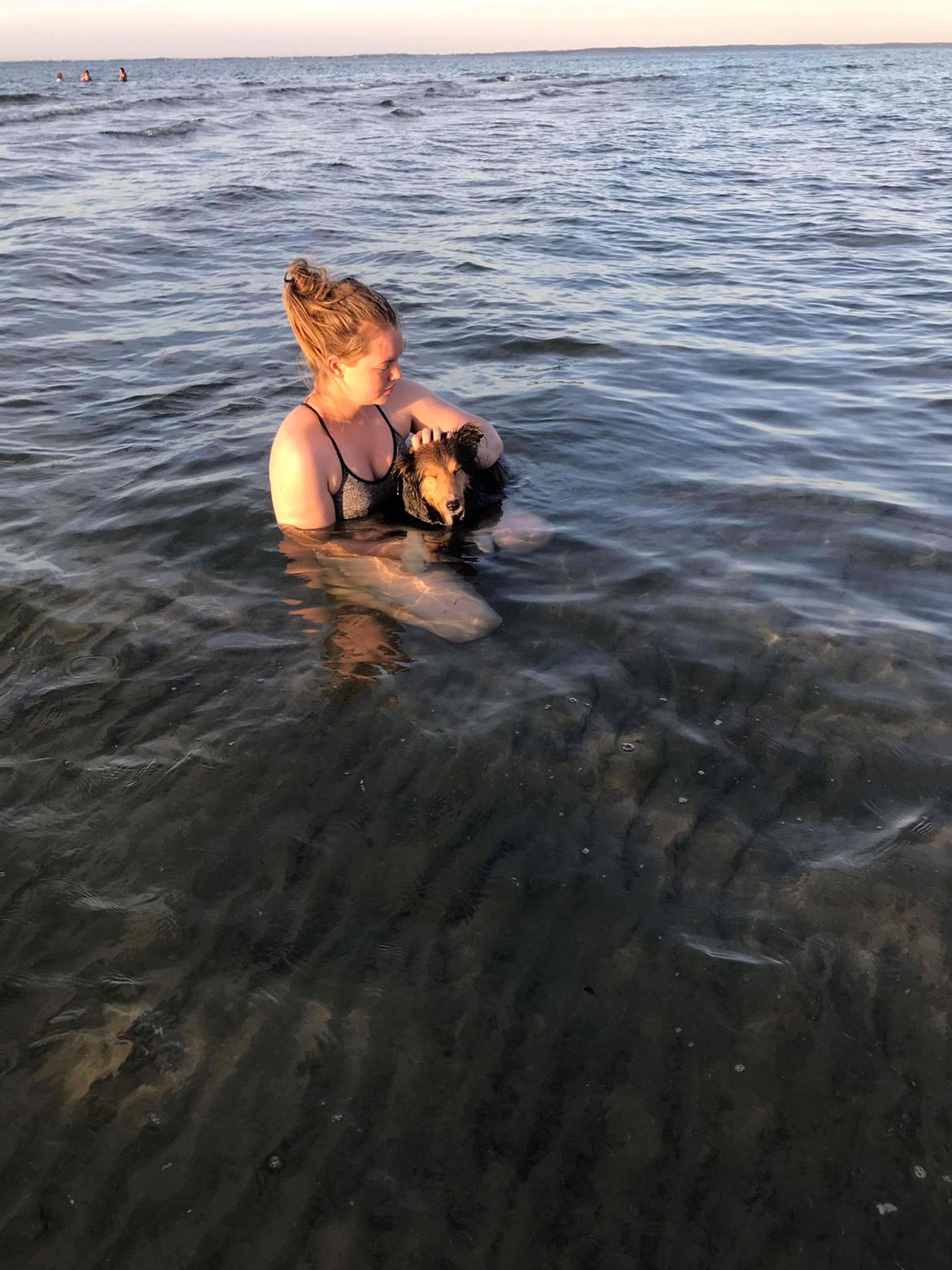 Shetland sheepdog Malik billede 4