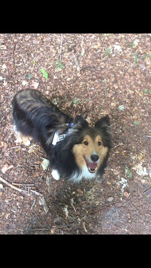 Shetland sheepdog Malik billede 5