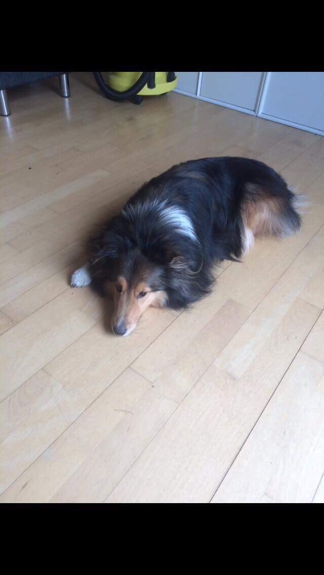 Shetland sheepdog Malik billede 6