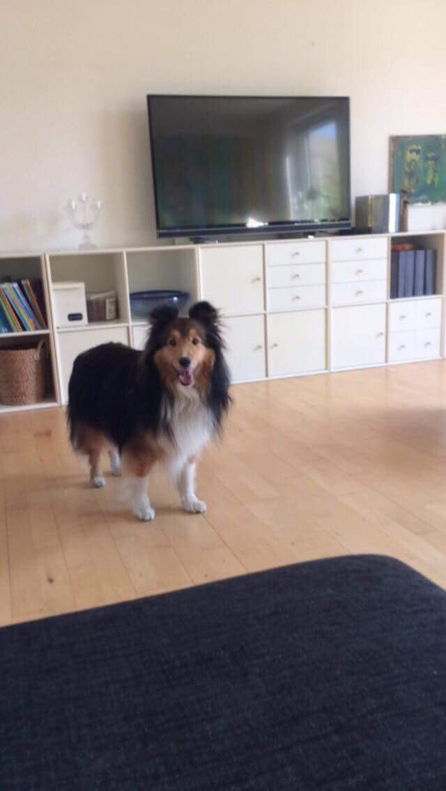 Shetland sheepdog Malik billede 7