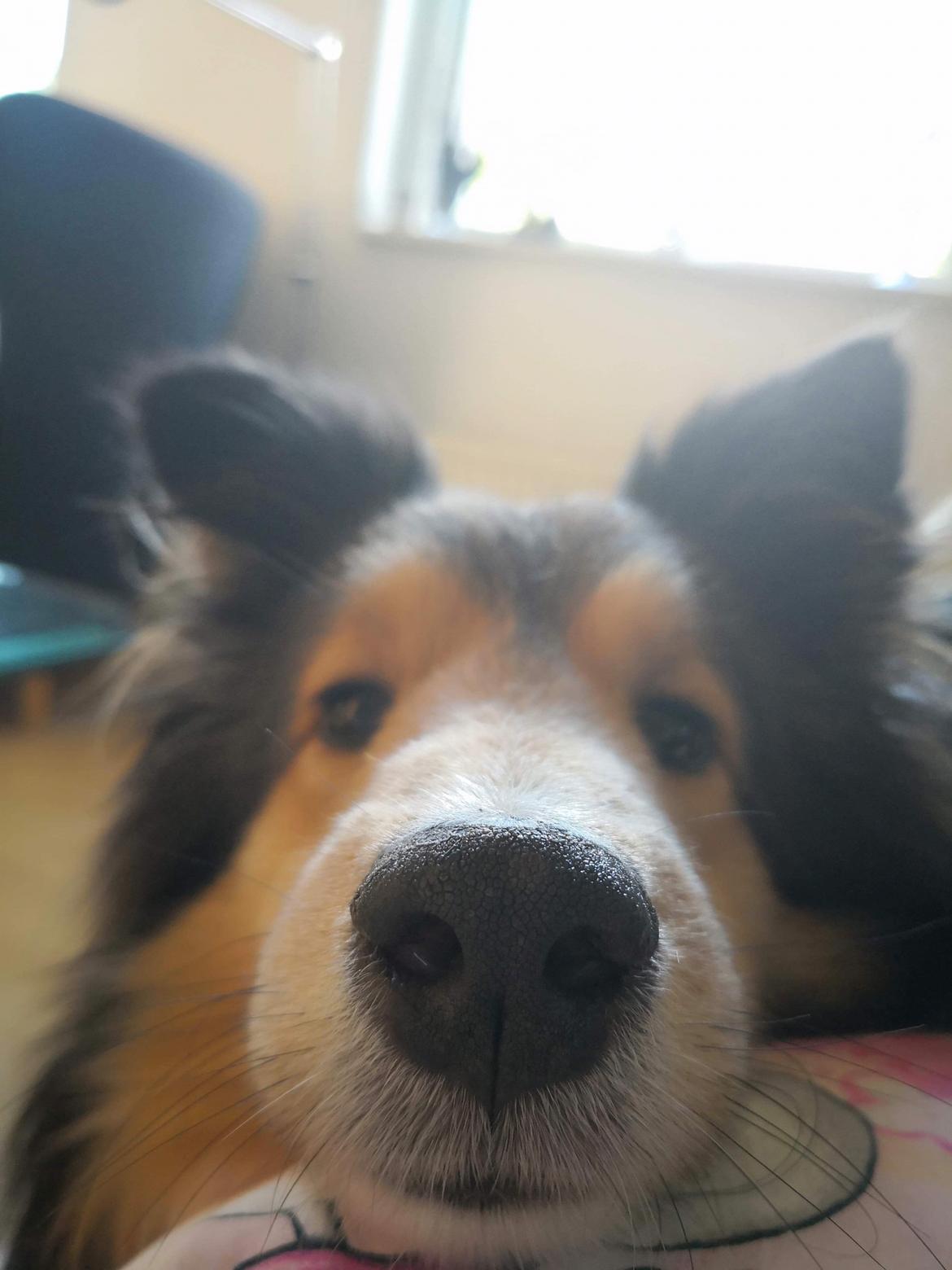 Shetland sheepdog Malik billede 2