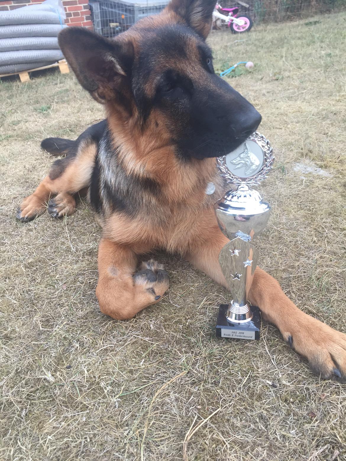 Schæferhund Team Thomsebo Homey "Hector" billede 1