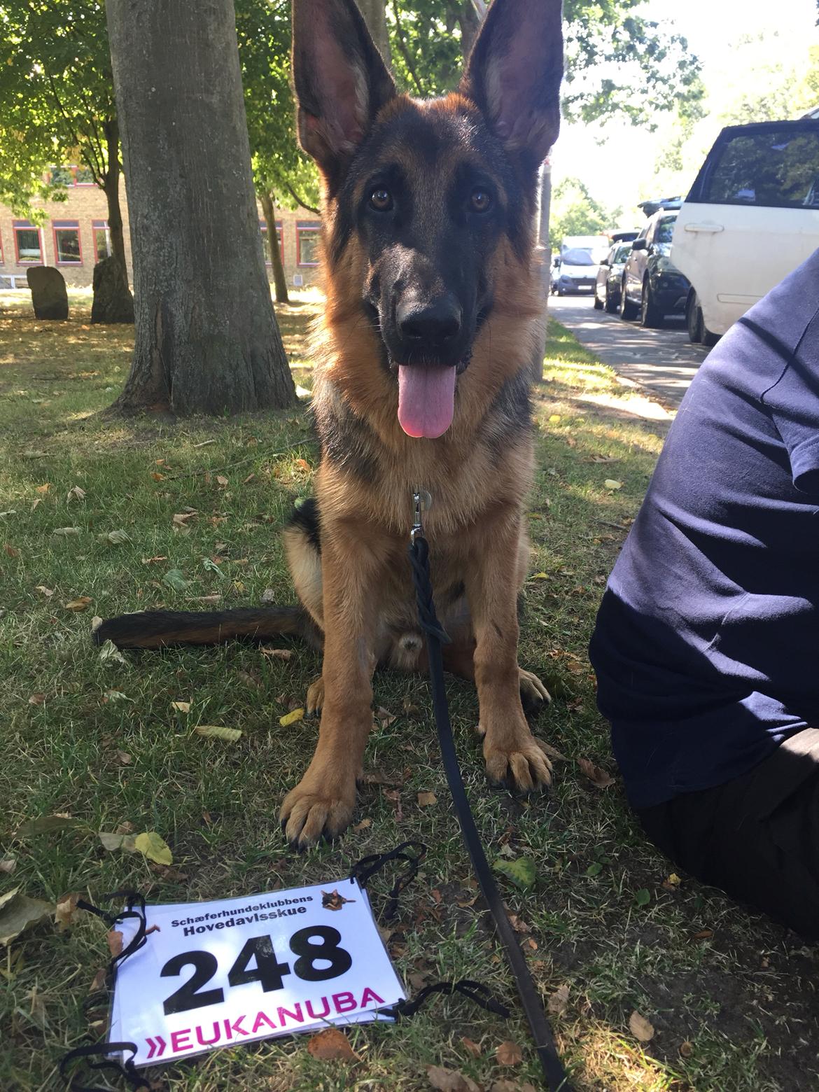 Schæferhund Team Thomsebo Homey "Hector" billede 3