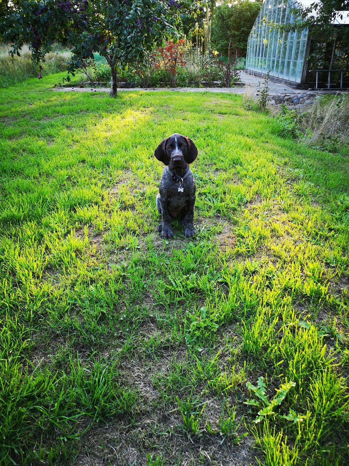 Ruhåret hønsehund Vanghytten C. Cass billede 3