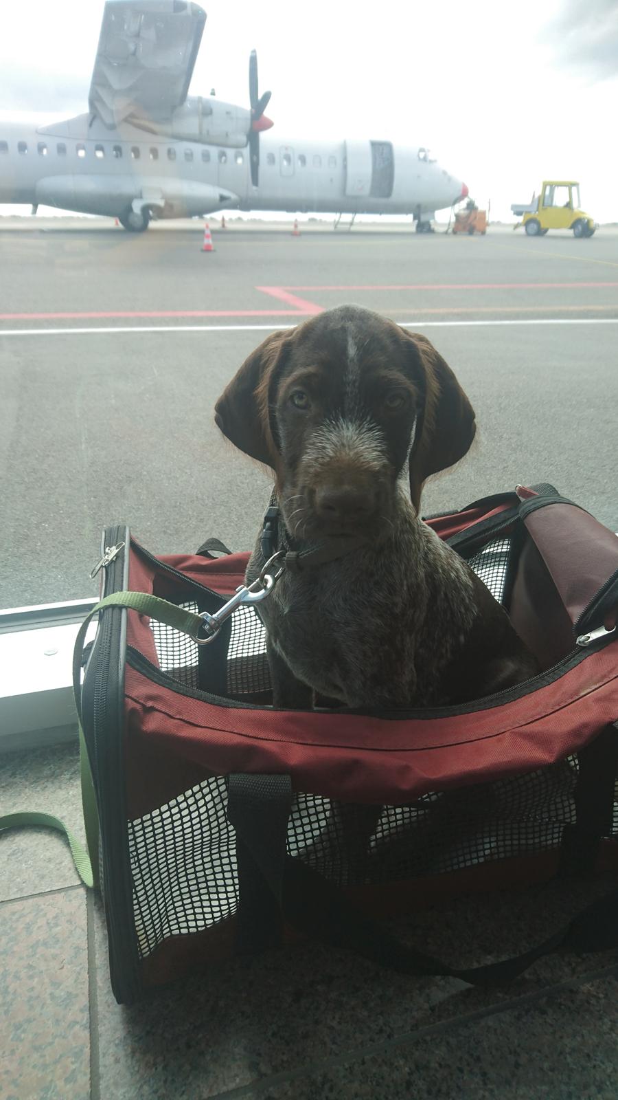 Ruhåret hønsehund Vanghytten C. Cass billede 4