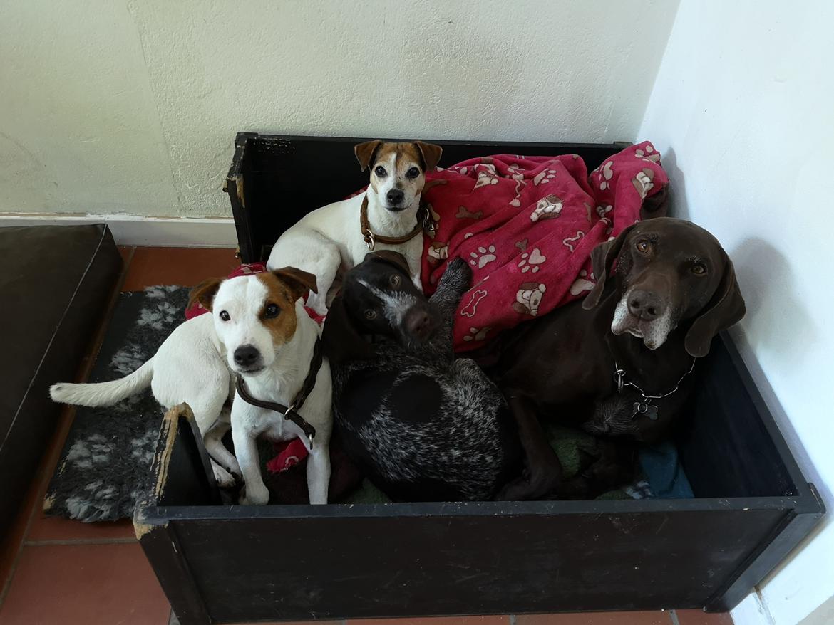 Ruhåret hønsehund Vanghytten C. Cass billede 5