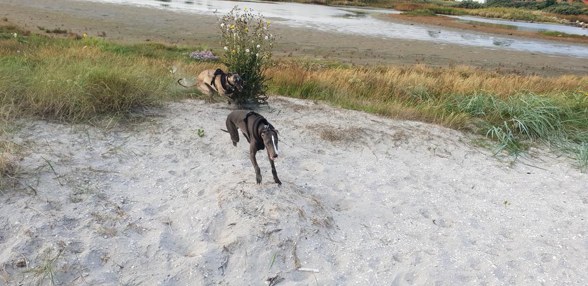 Whippet Kennel All Stars Herkules (Misha) billede 14