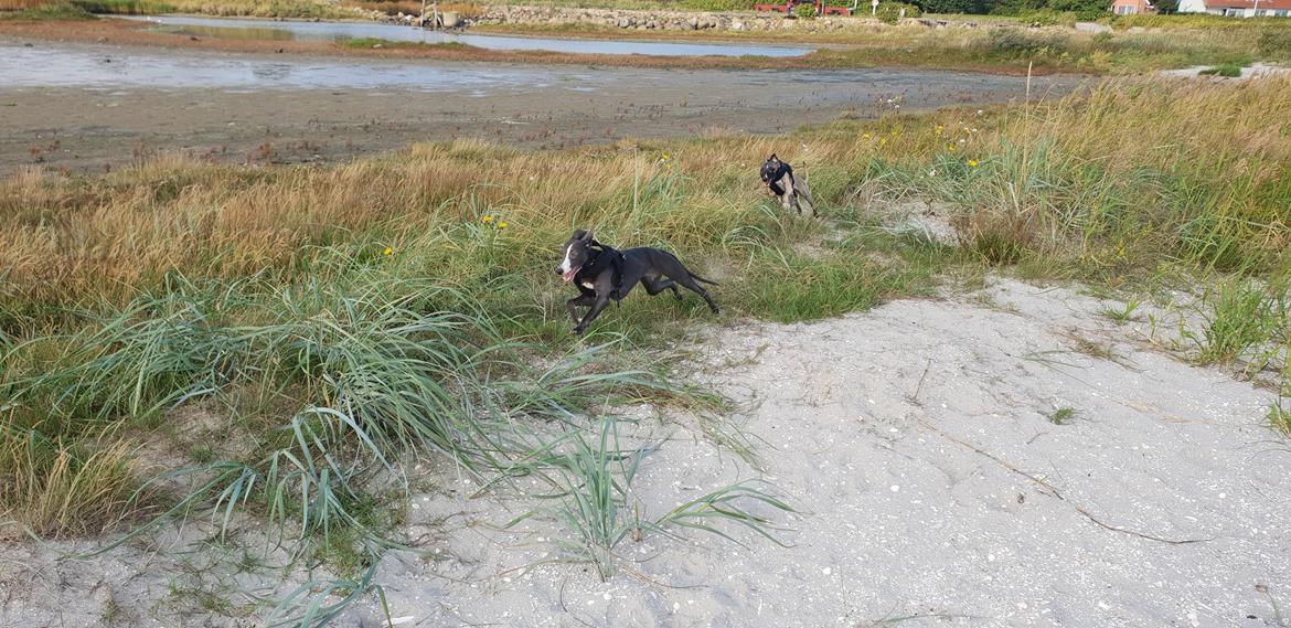 Whippet Kennel All Stars Herkules (Misha) billede 16