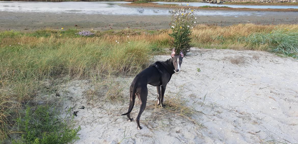 Whippet Kennel All Stars Herkules (Misha) billede 13