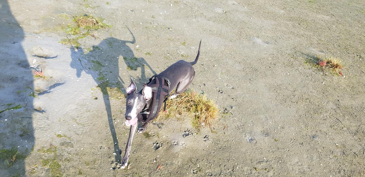 Whippet Kennel All Stars Herkules (Misha) billede 15