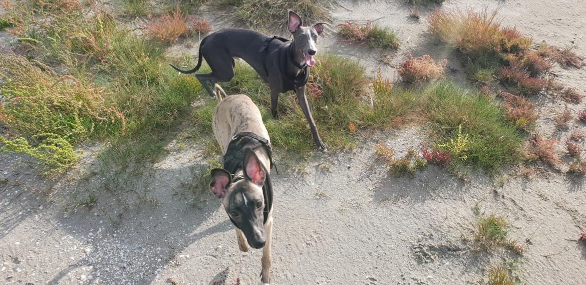 Whippet Kennel All Stars Herkules (Misha) billede 17