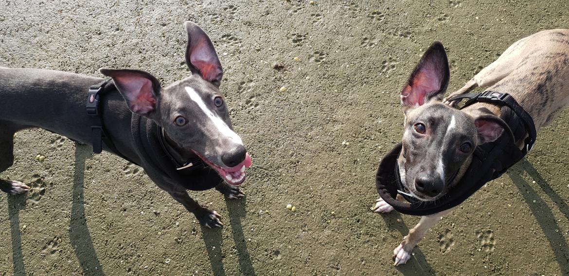 Whippet Kennel All Stars Herkules (Misha) billede 22