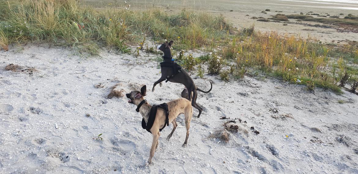 Whippet Kennel All Stars Herkules (Misha) billede 18