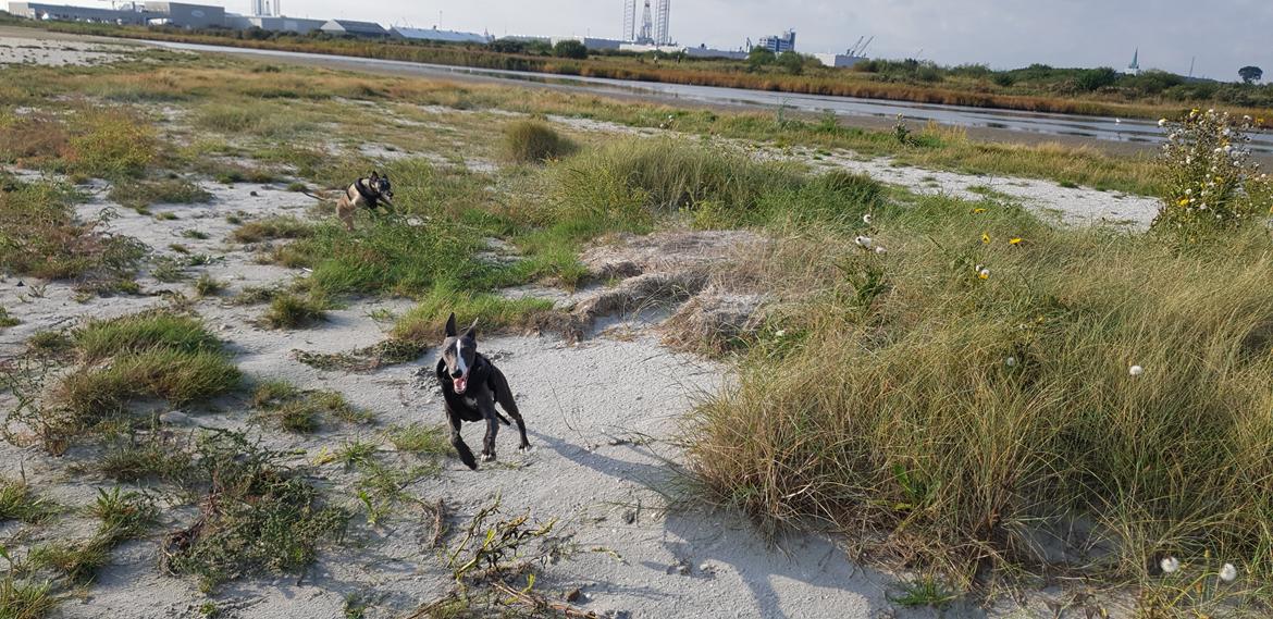 Whippet Kennel All Stars Herkules (Misha) billede 21