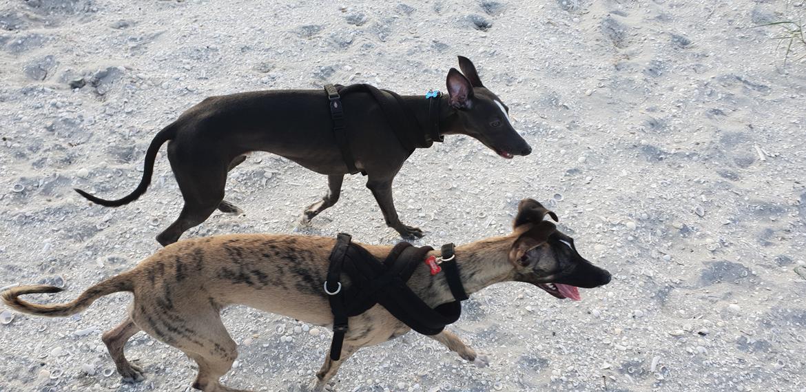 Whippet Kennel All Stars Felix (Dexter) billede 16