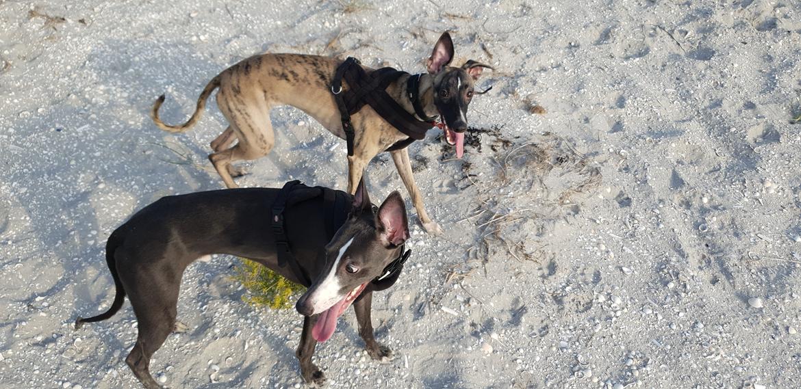 Whippet Kennel All Stars Felix (Dexter) billede 15