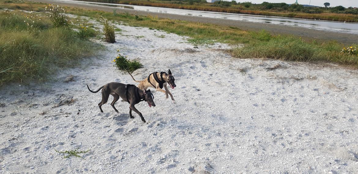 Whippet Kennel All Stars Felix (Dexter) billede 17
