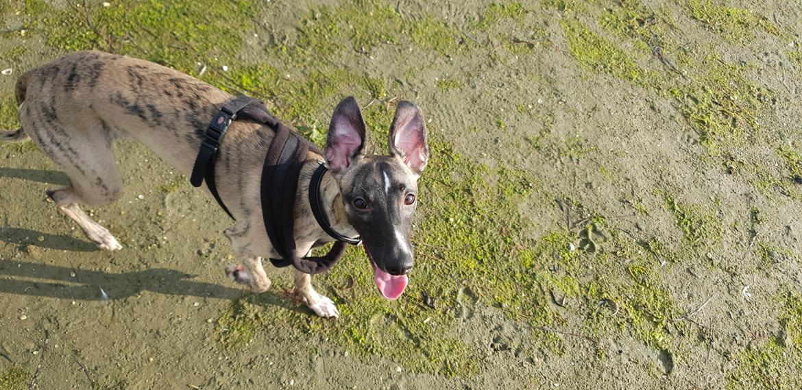 Whippet Kennel All Stars Felix (Dexter) billede 1