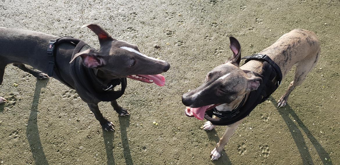 Whippet Kennel All Stars Felix (Dexter) billede 20