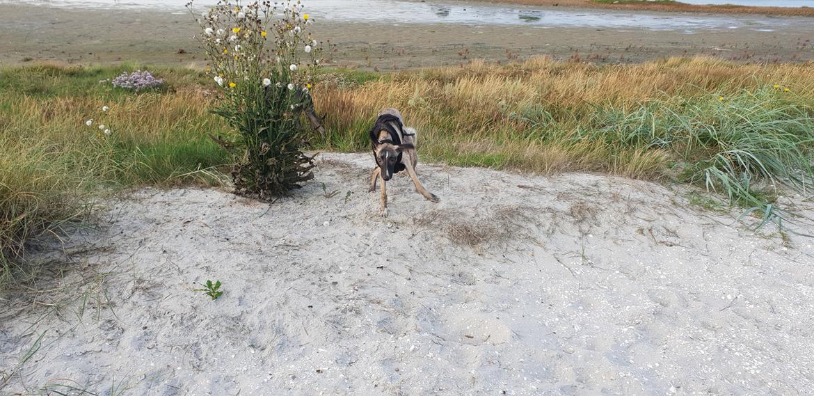 Whippet Kennel All Stars Felix (Dexter) billede 22