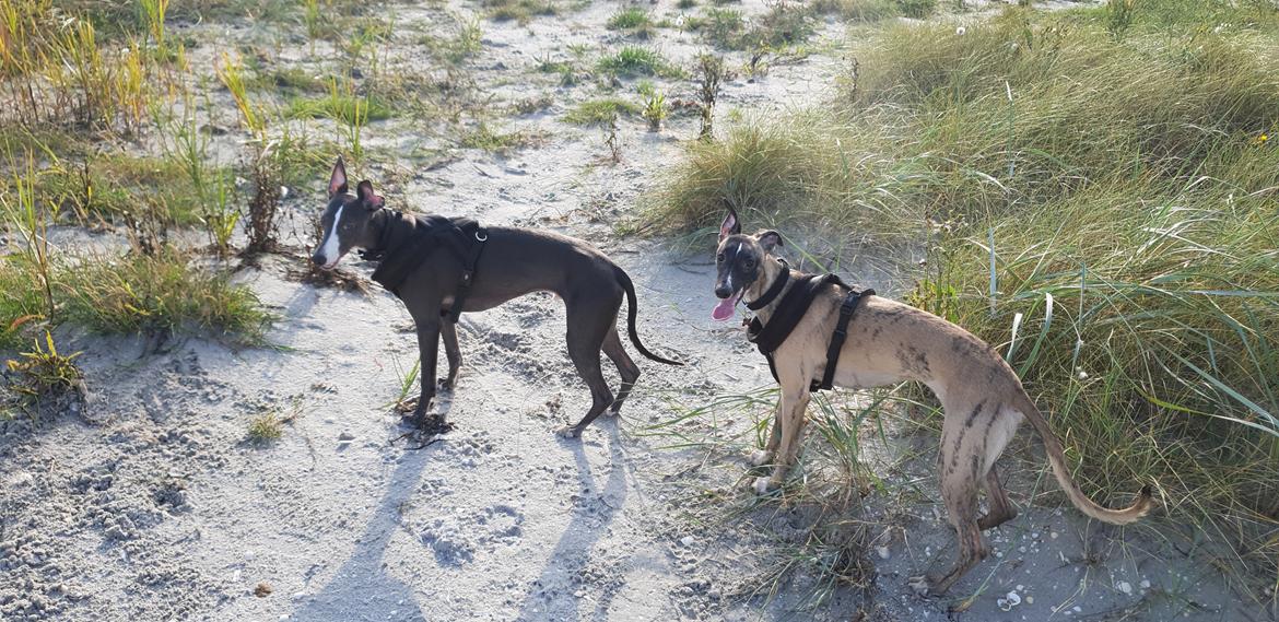 Whippet Kennel All Stars Felix (Dexter) billede 25