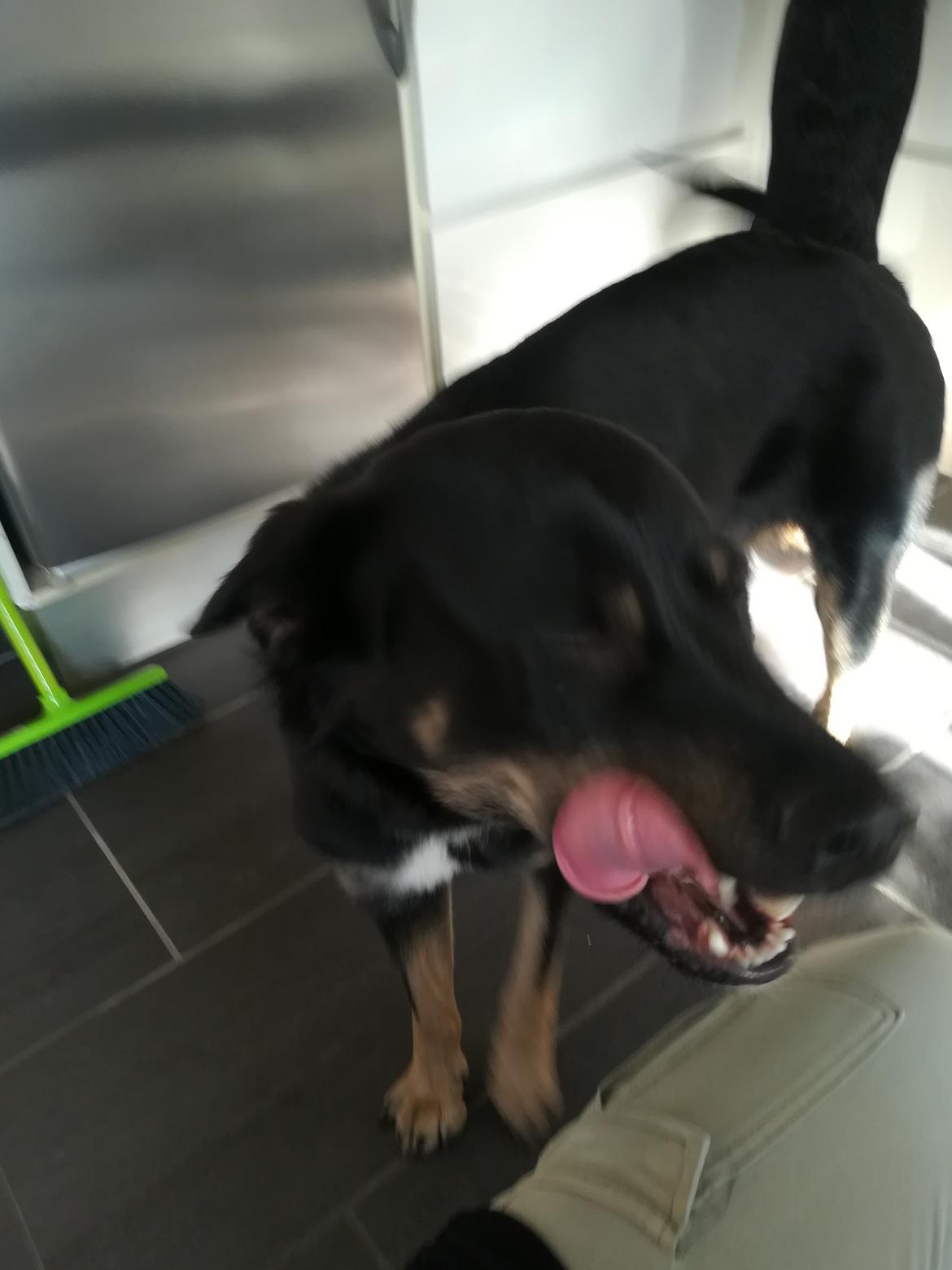 Blanding af racer Pace billede 1