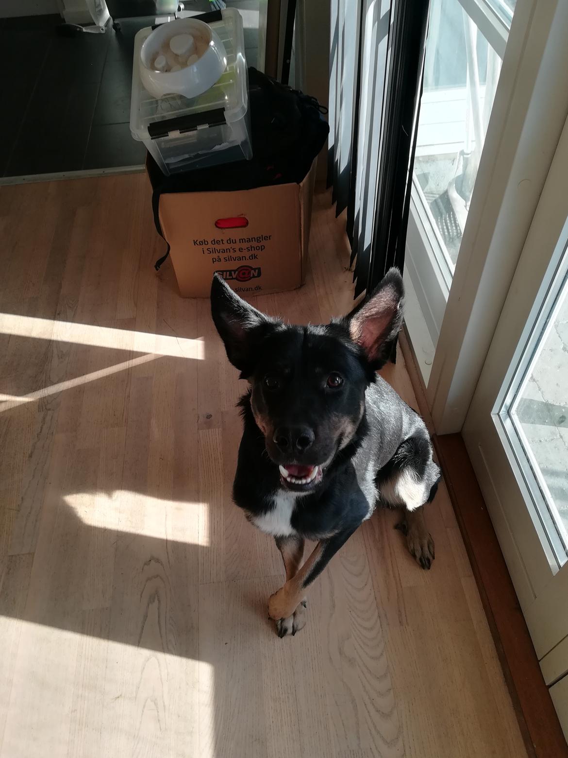 Blanding af racer Pace billede 2