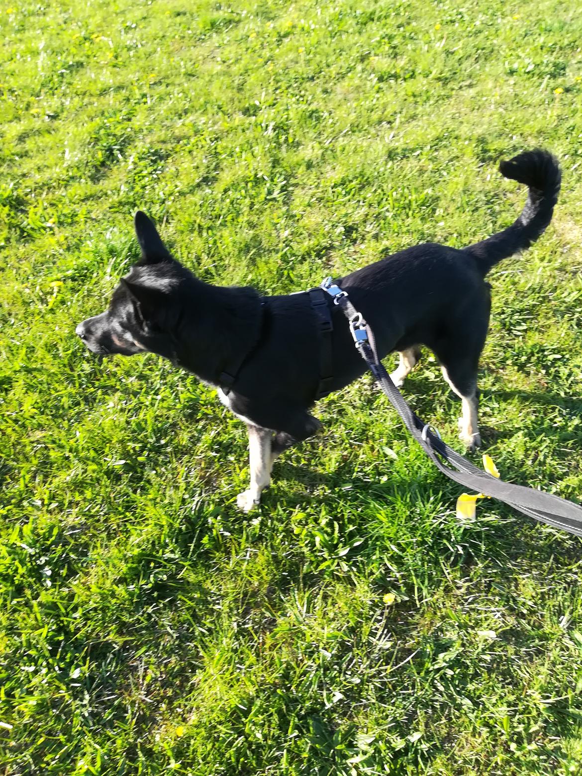 Blanding af racer Pace billede 3