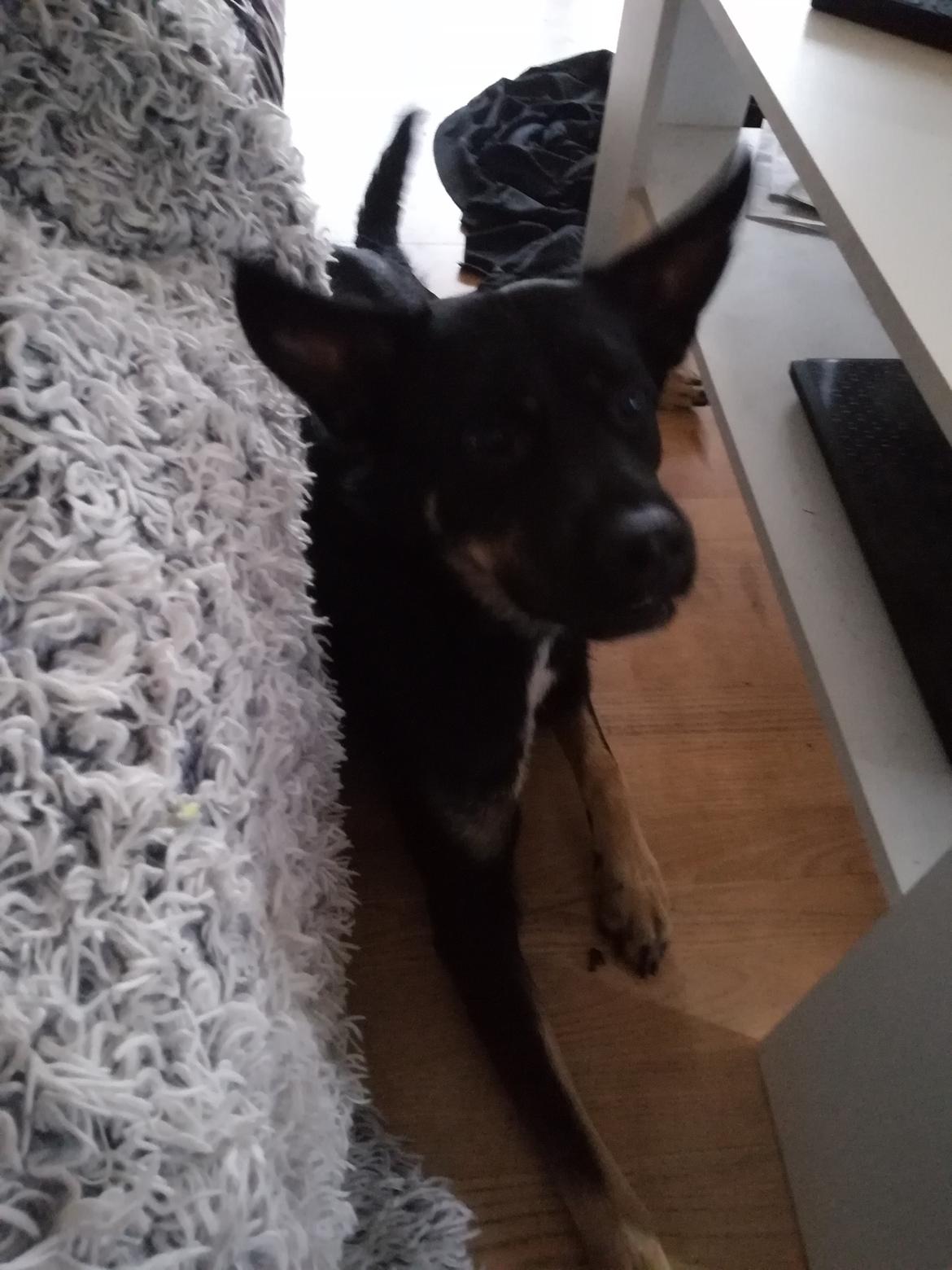 Blanding af racer Pace billede 4