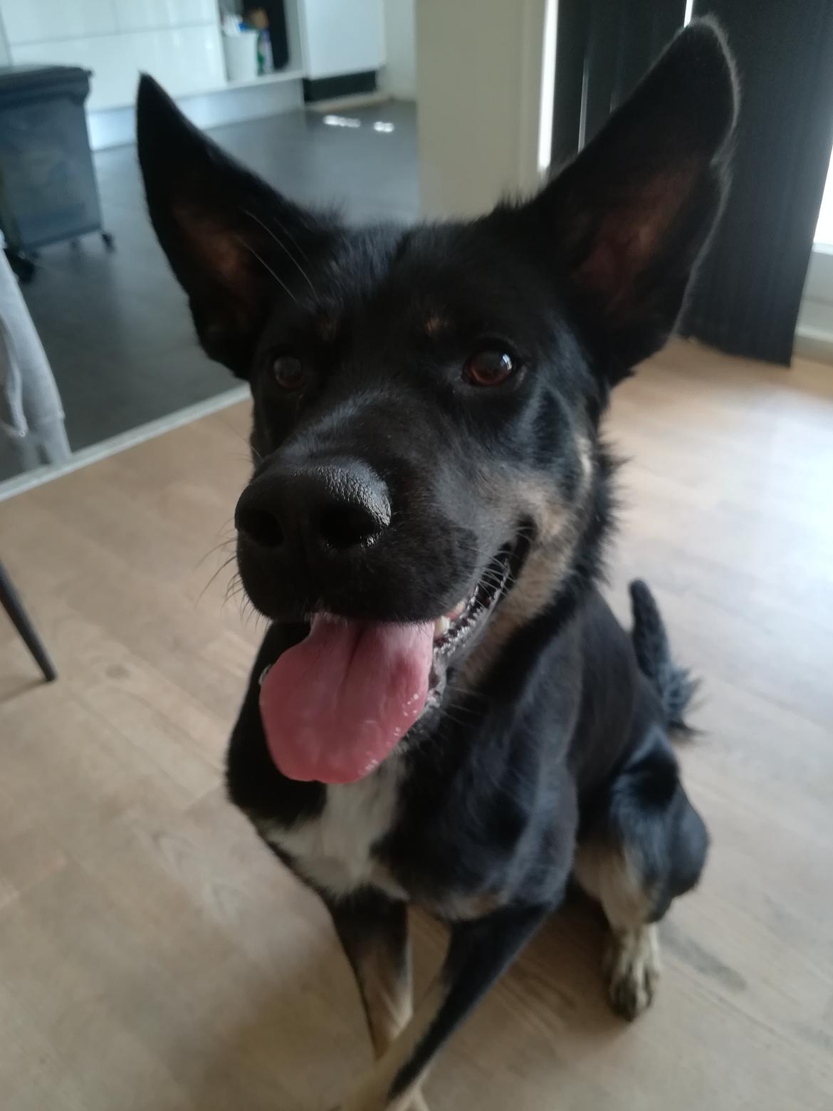 Blanding af racer Pace billede 5