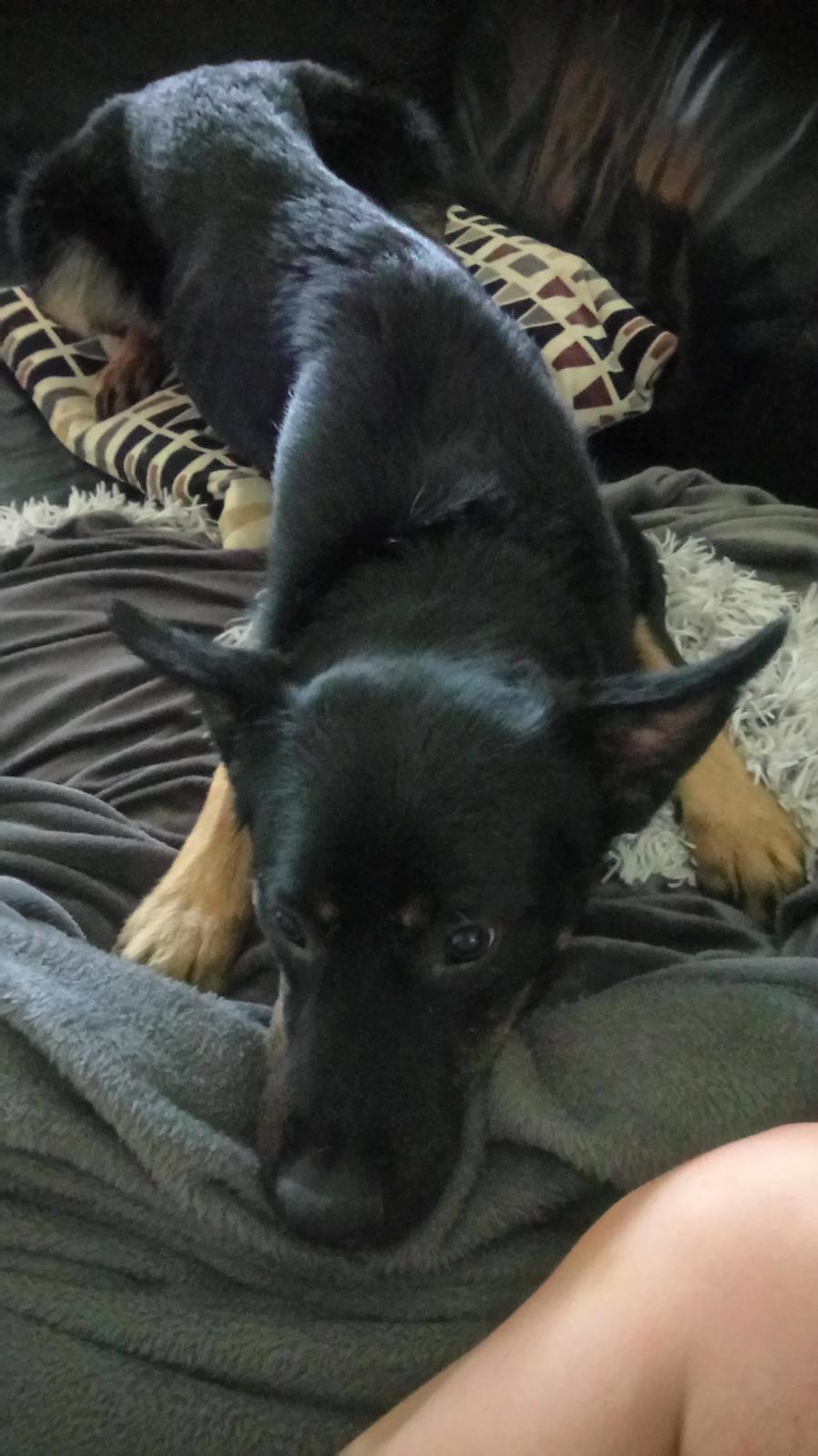 Blanding af racer Pace billede 6