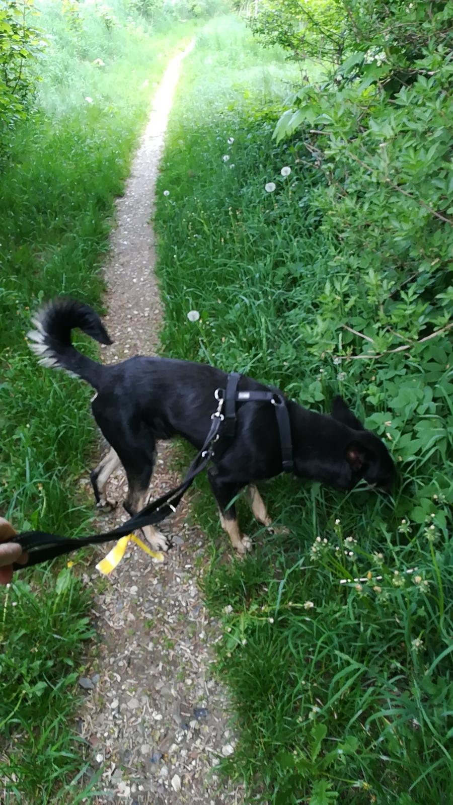 Blanding af racer Pace billede 7