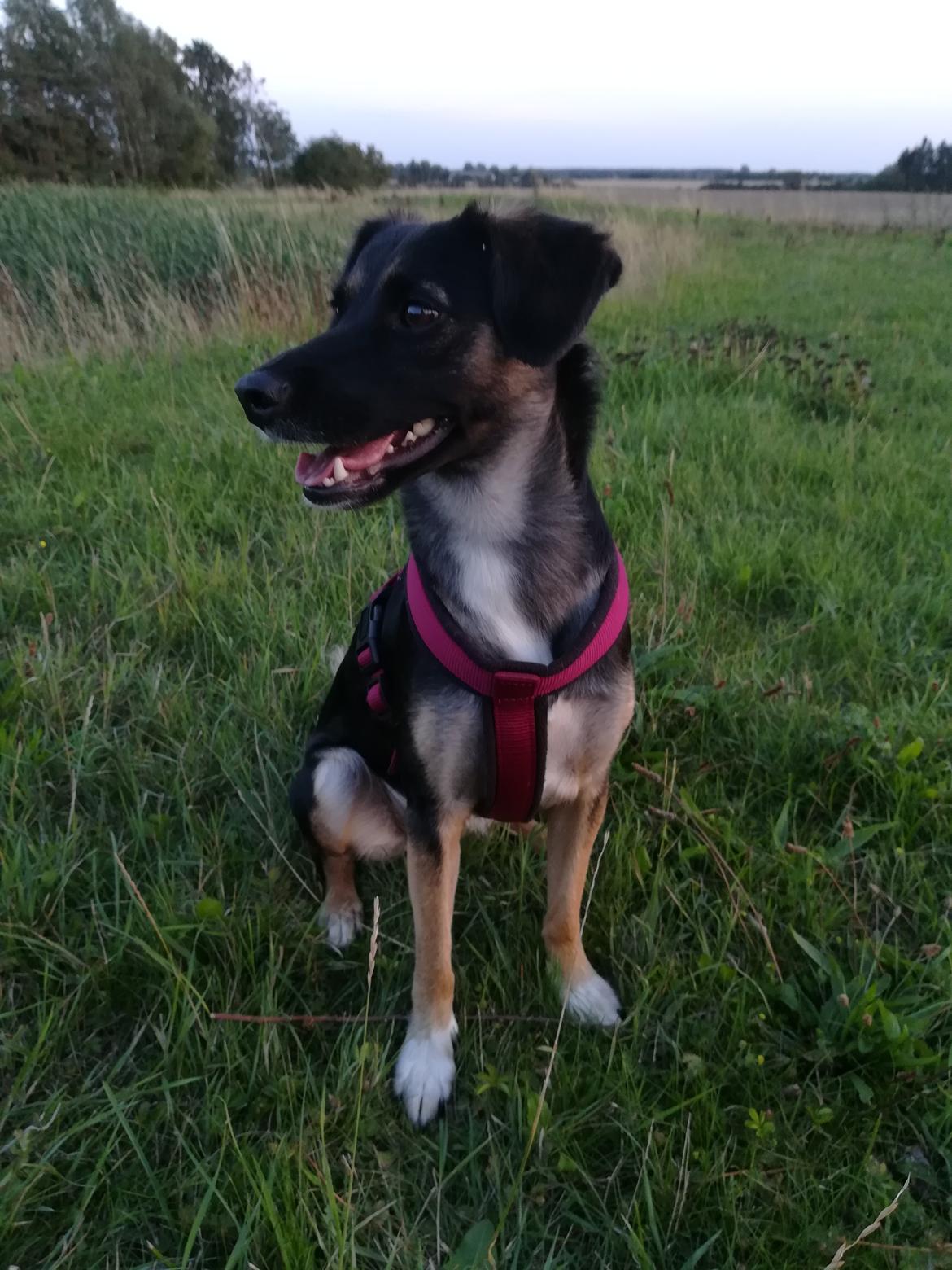 Blanding af racer Blanca billede 1