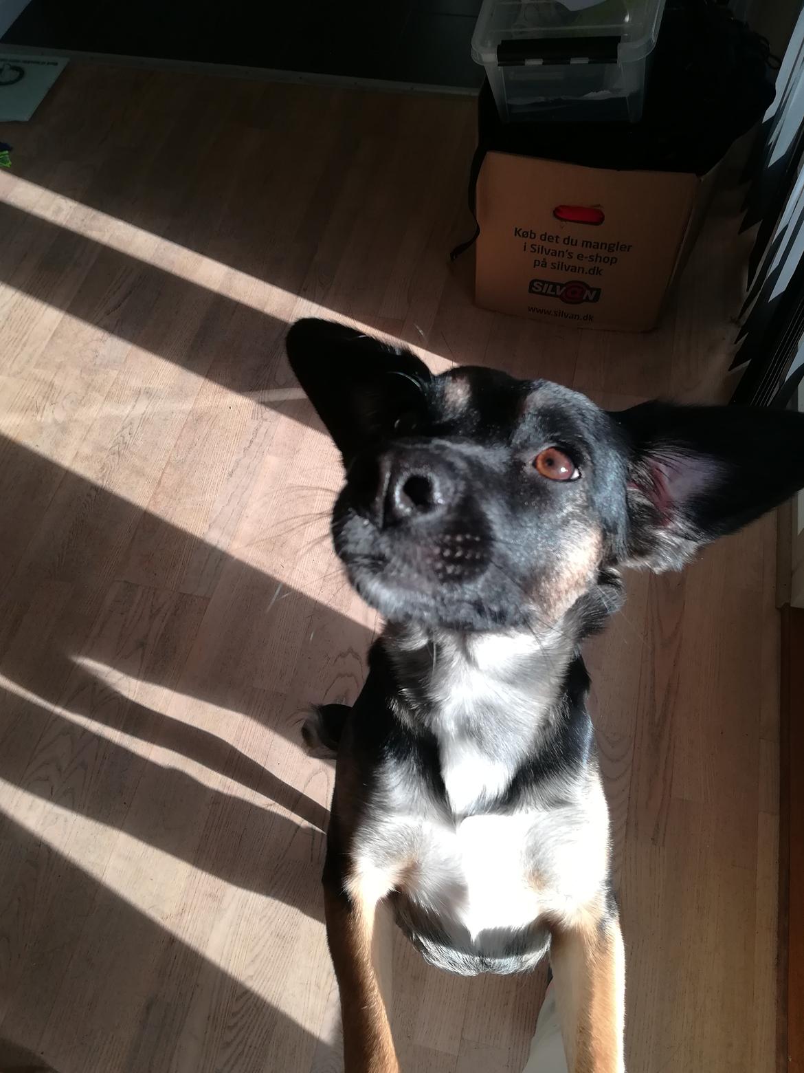 Blanding af racer Blanca billede 3