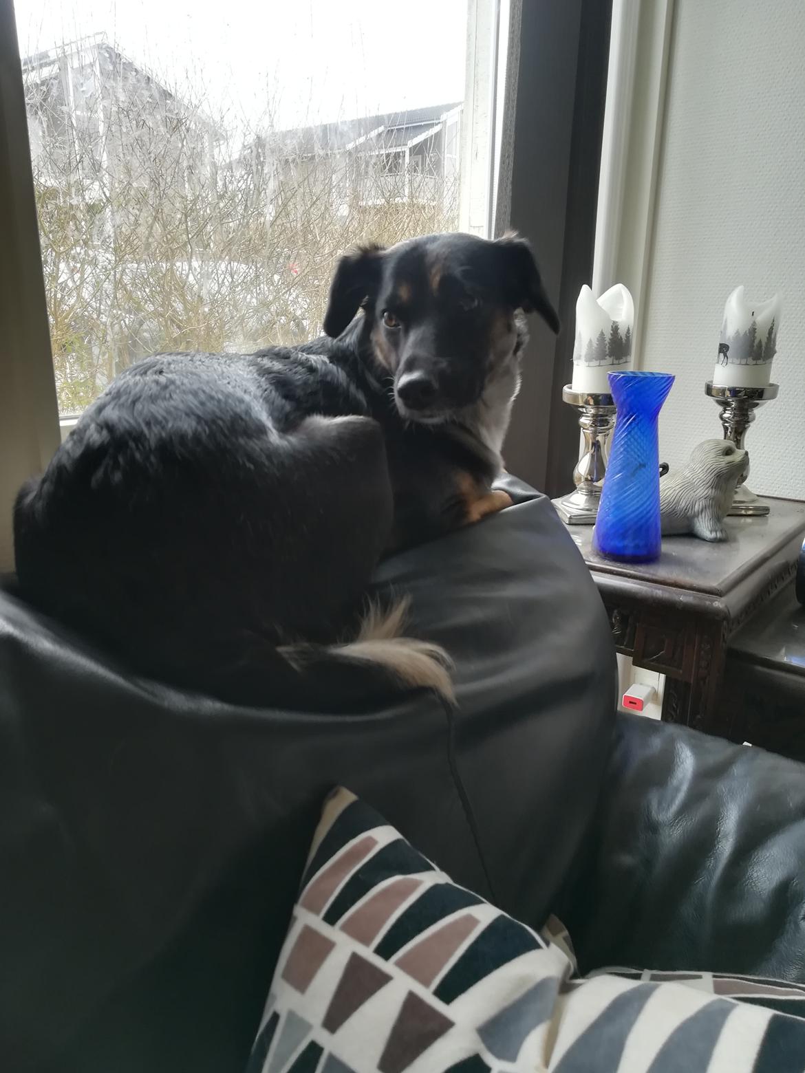 Blanding af racer Blanca billede 4