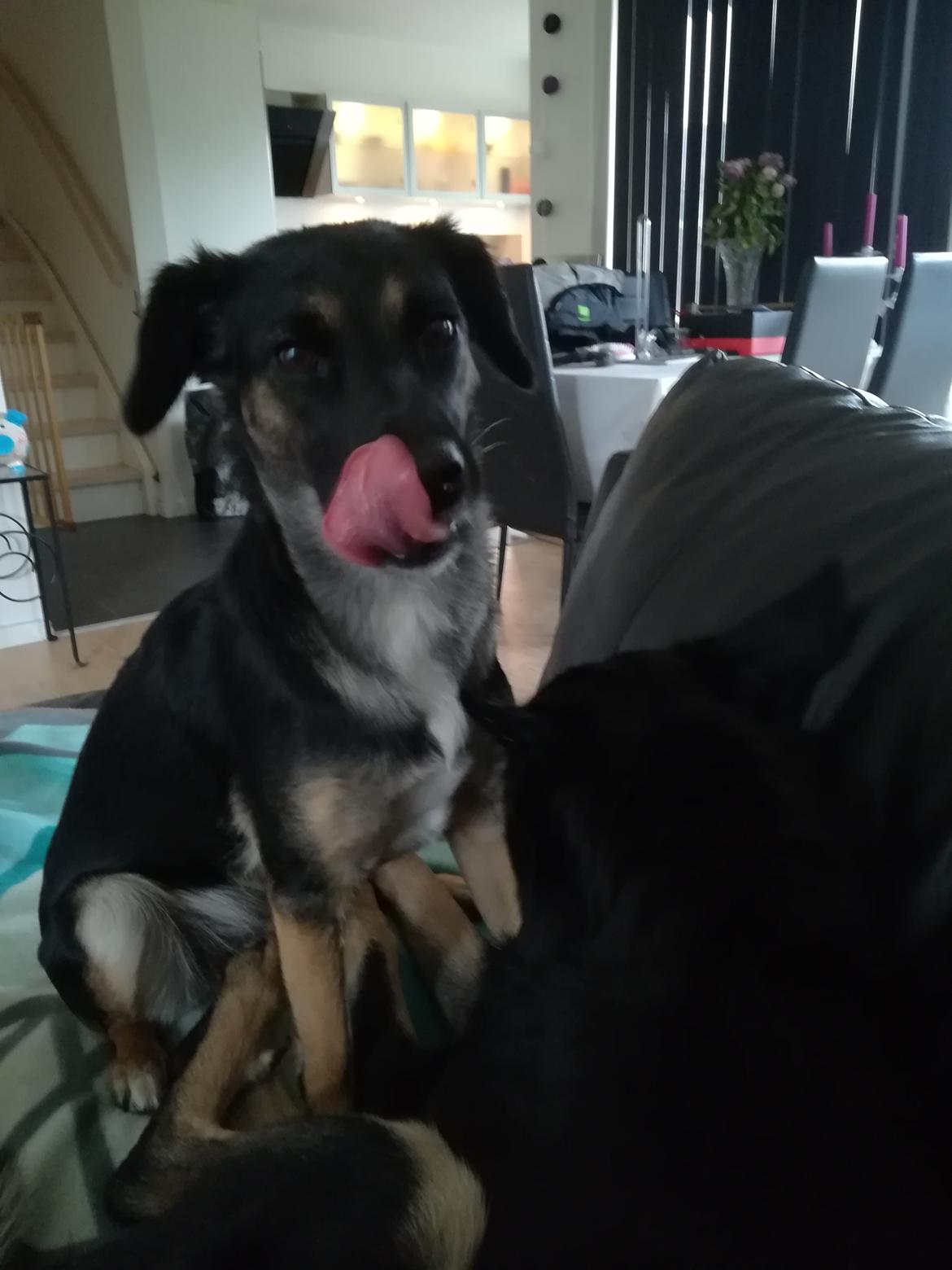 Blanding af racer Blanca billede 5