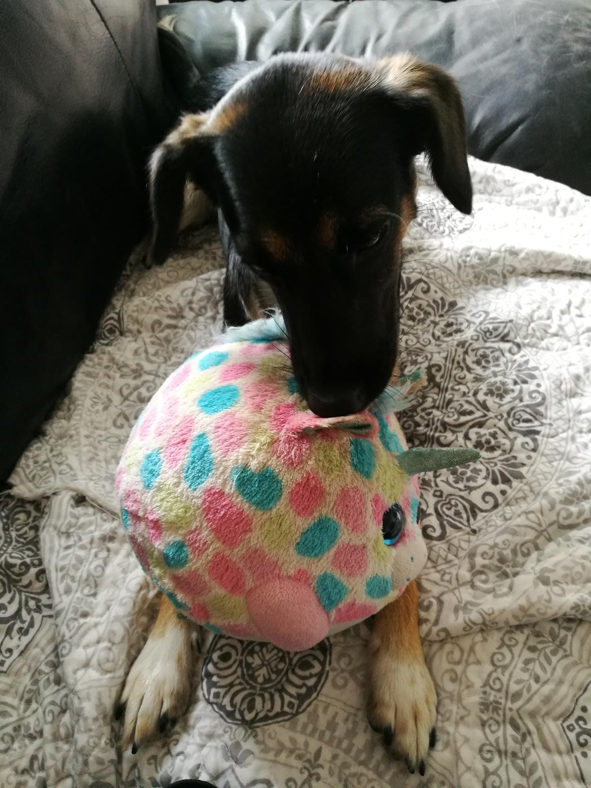 Blanding af racer Blanca billede 7