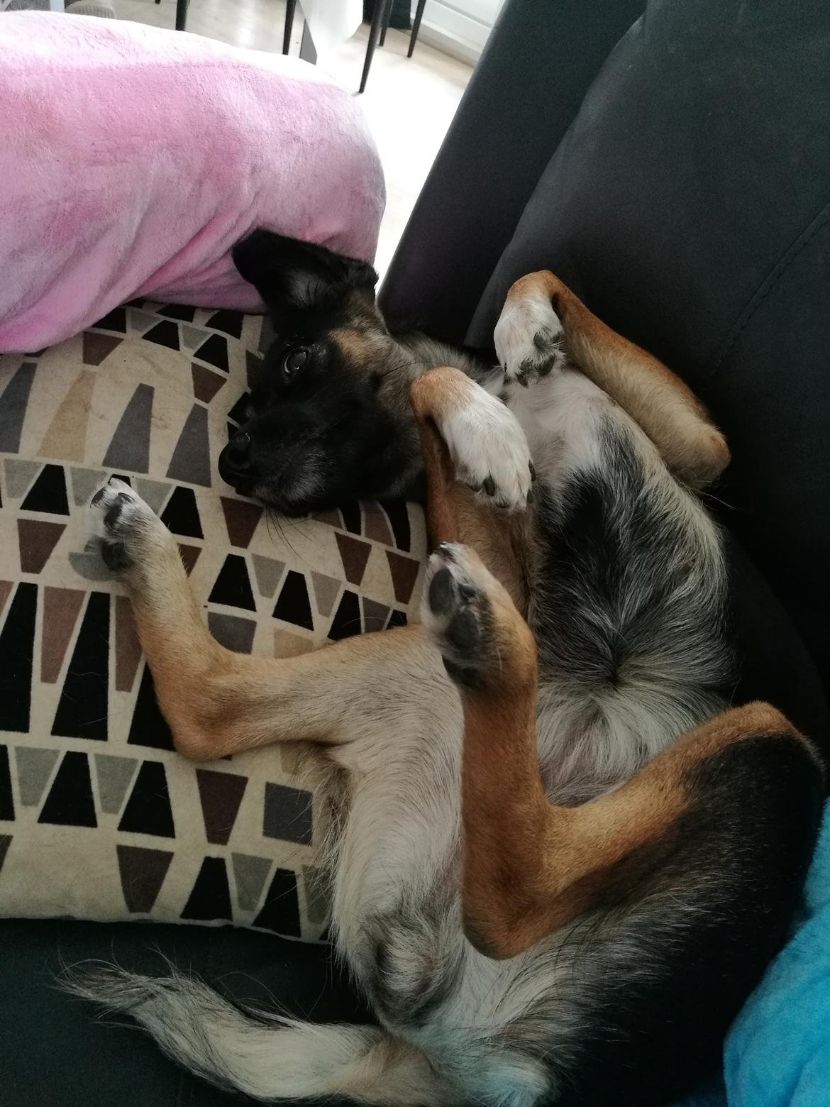 Blanding af racer Blanca billede 8